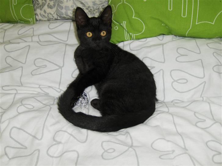 Huskat Preben billede 8