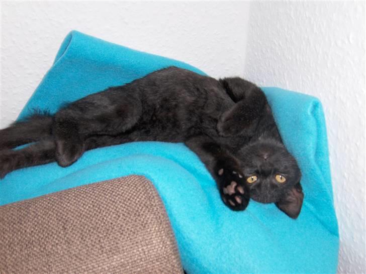 Huskat Preben billede 9