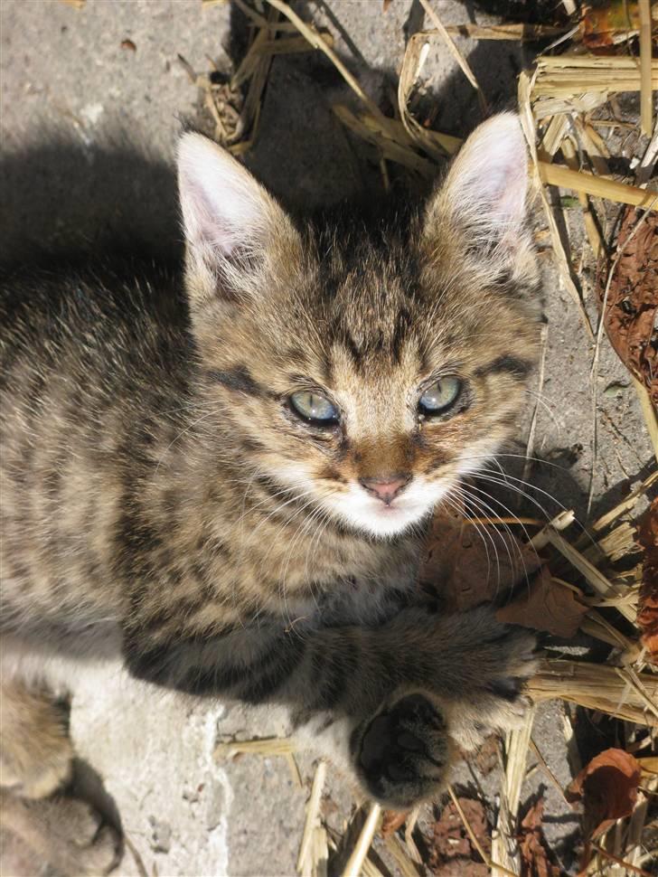 Huskat SKATTEKILLING*I himlen*† billede 7