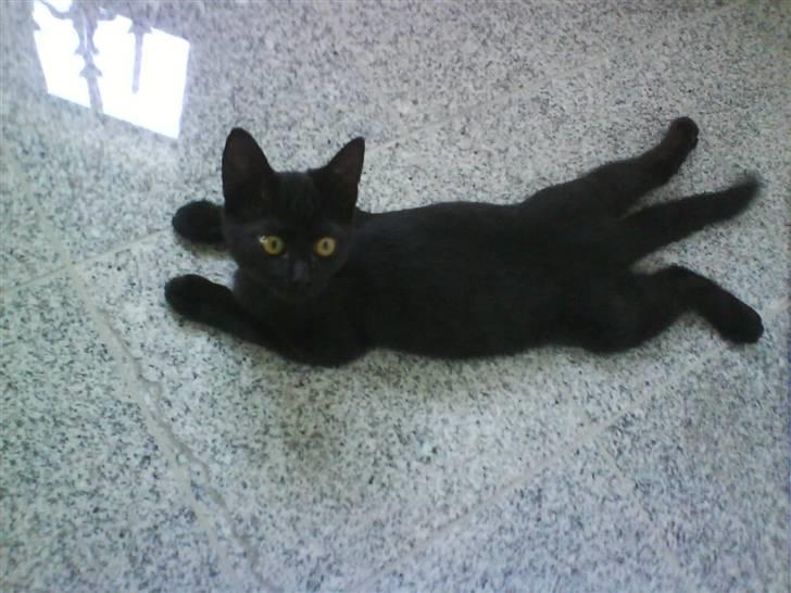 Huskat Preben billede 10