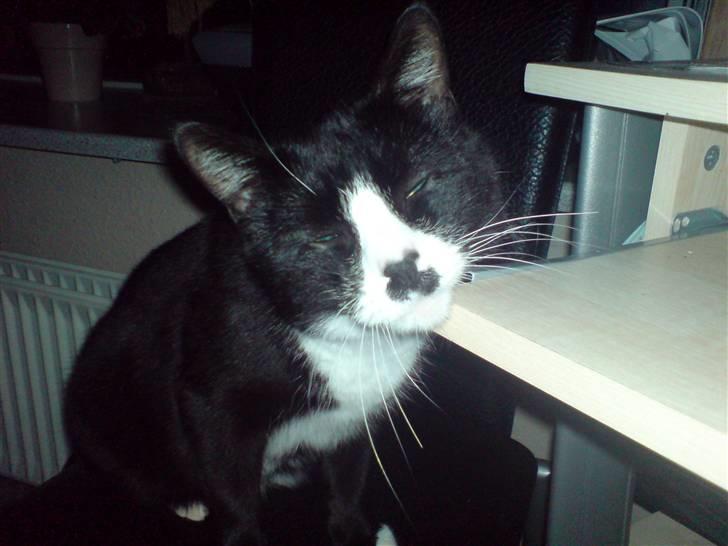 Huskat hitlus - hitlus gnubber sig op ad computerbordet billede 1