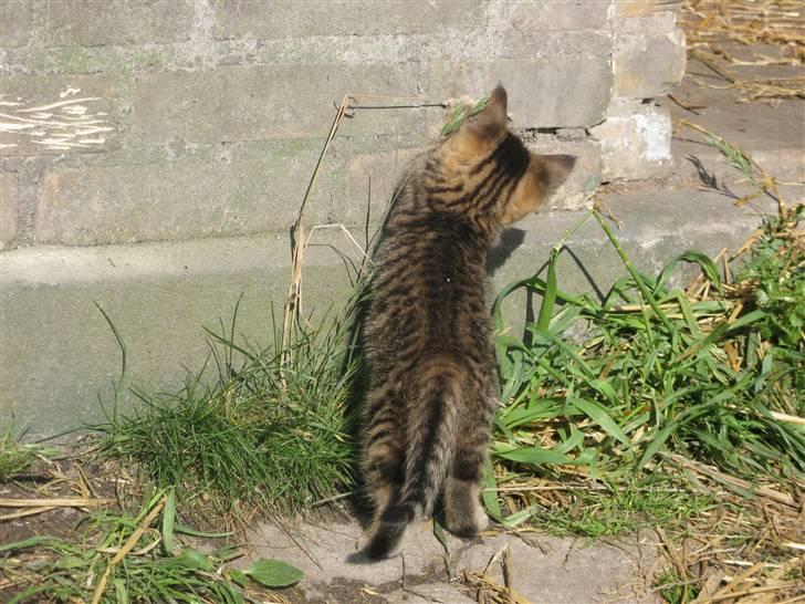 Huskat SKATTEKILLING*I himlen*† billede 8