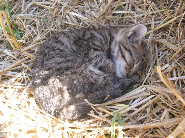 Huskat SKATTEKILLING*I himlen*† - Det her er efter han er blevet trådt på af hesten, så han ser ikke så godt ud :´( billede 9