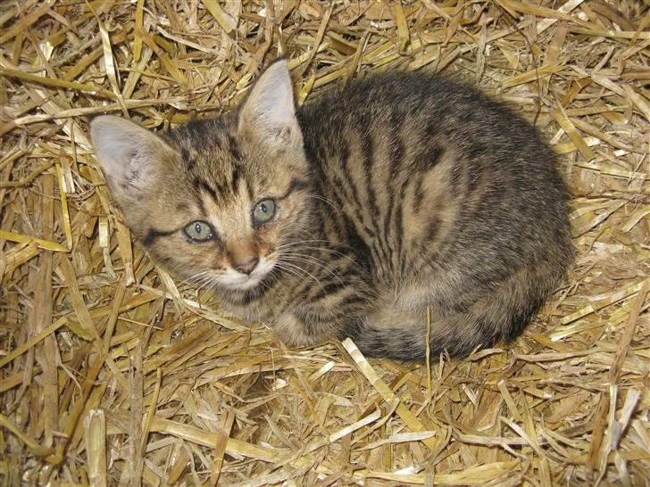 Huskat SKATTEKILLING*I himlen*† - Det her er efter han er blevet trådt på af hesten, så han ser ikke så godt ud :´( billede 10