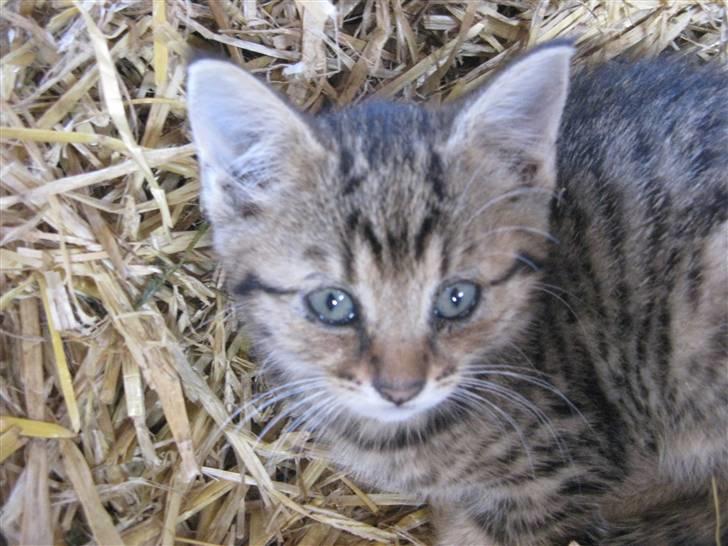 Huskat SKATTEKILLING*I himlen*† - Det her er efter han er blevet trådt på af hesten, så han ser ikke så godt ud :´( billede 11