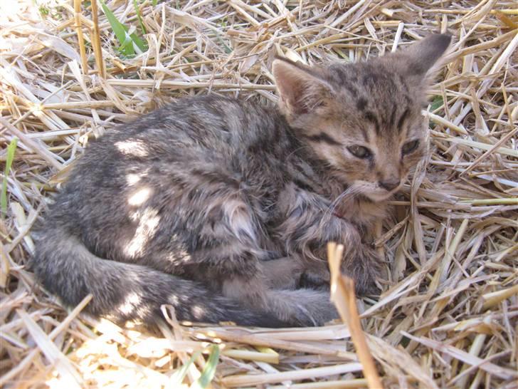 Huskat SKATTEKILLING*I himlen*† - Det her er efter han er blevet trådt på af hesten, så han ser ikke så godt ud :´( billede 12