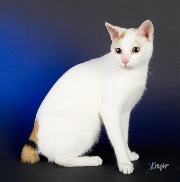 Japanese Bobtail Komachi  billede 17