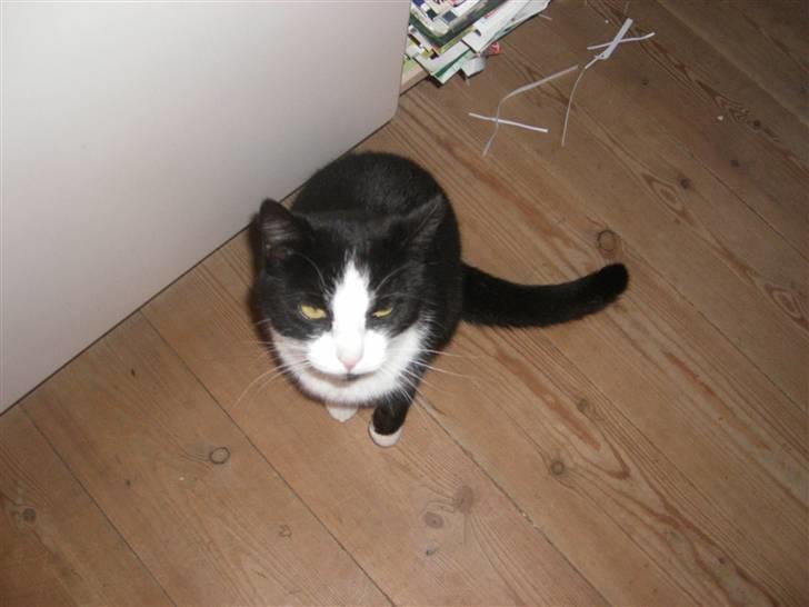 Huskat Speedy billede 7