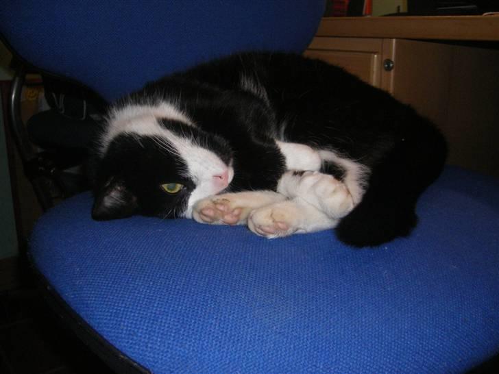 Huskat Speedy - Lettere irriteret over at blive fotograferet når han sover :P billede 8