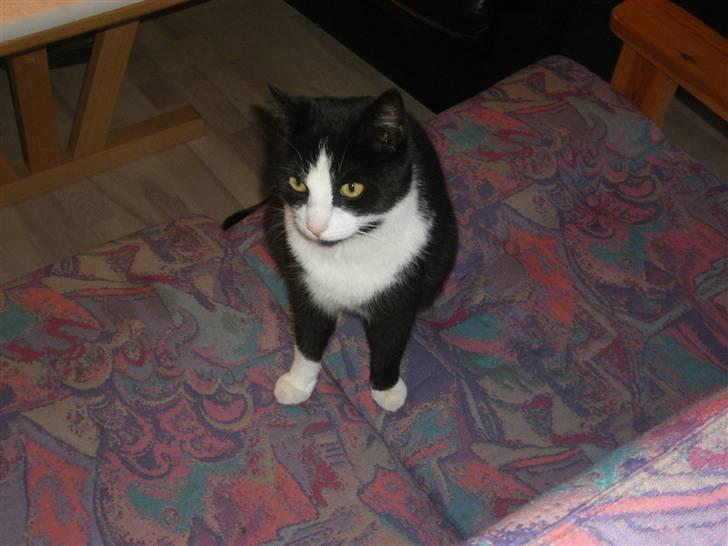 Huskat Speedy billede 9