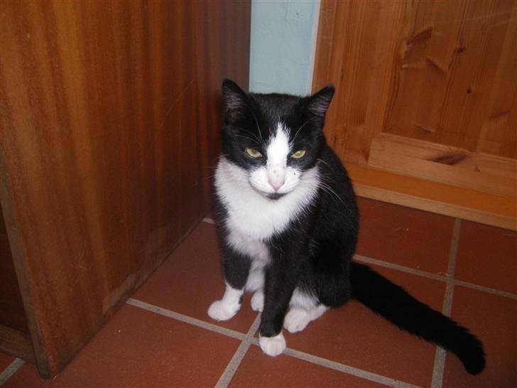 Huskat Speedy billede 10