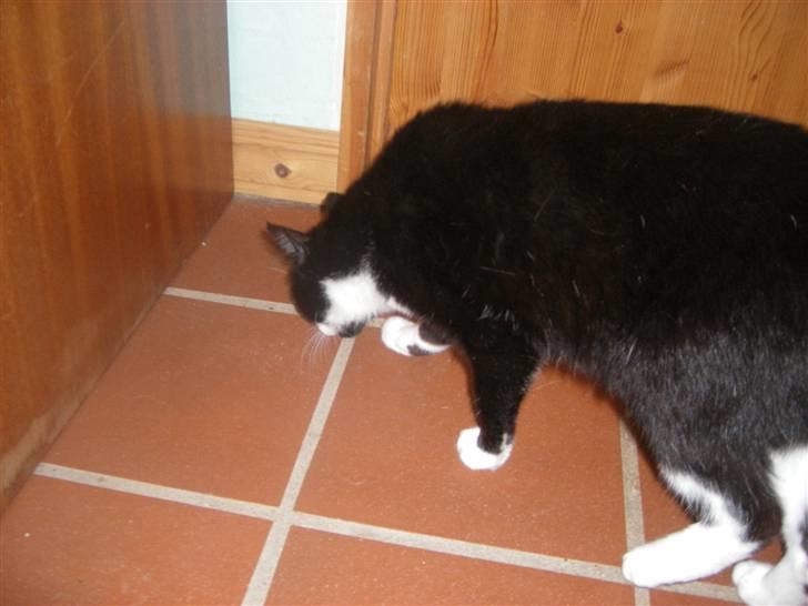 Huskat Speedy billede 11