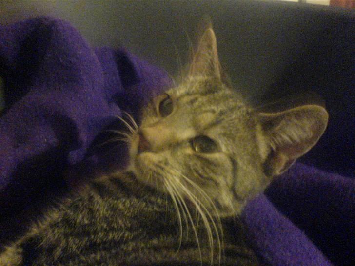 Huskat Felix (død) - Hvad nu? (Efteråret 2007) billede 15