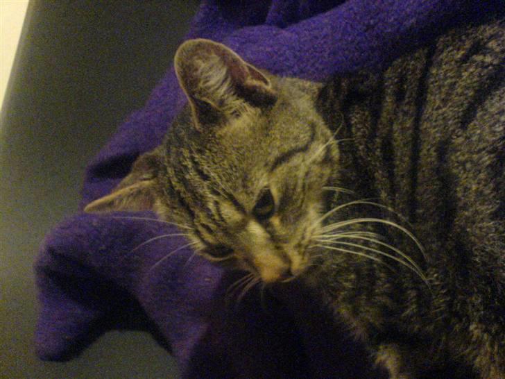 Huskat Felix (død) - Felix har lige "lånt" Laikas hundekurv. (Efteråret 2007) billede 16