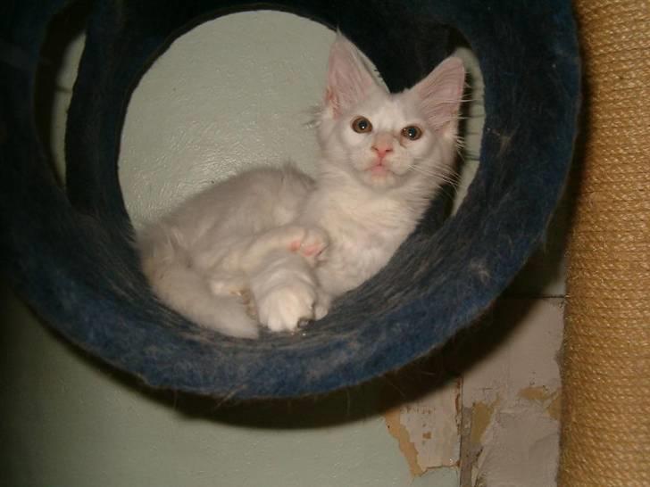 Maine Coon Lacoma billede 1