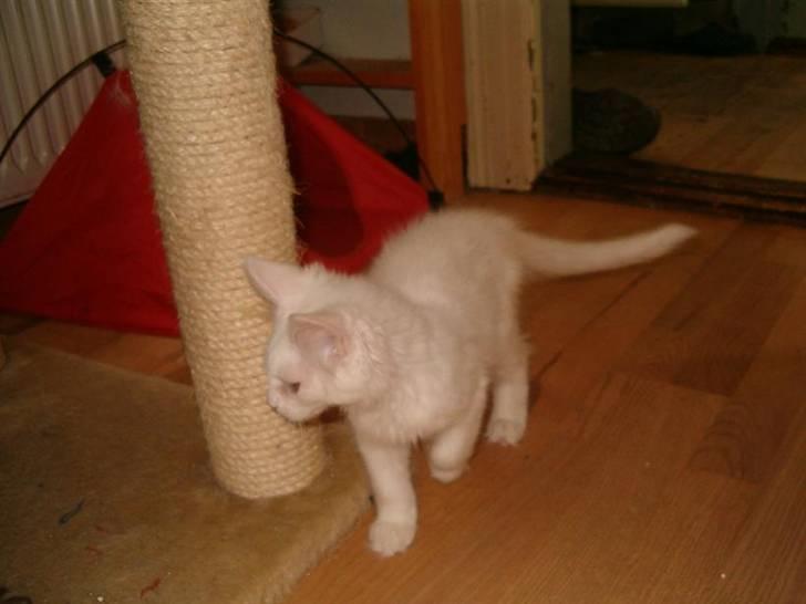 Maine Coon Lacoma billede 2