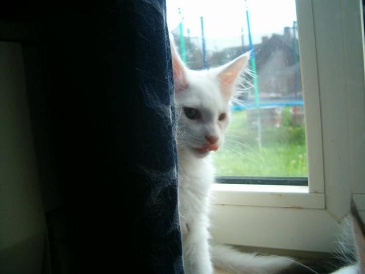 Maine Coon Lacoma billede 3