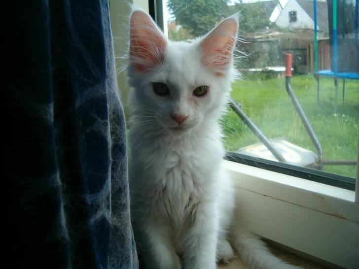 Maine Coon Lacoma - det mig Lacoma som gemmer mig i hjørnet og kikker på mine brødre.. billede 4