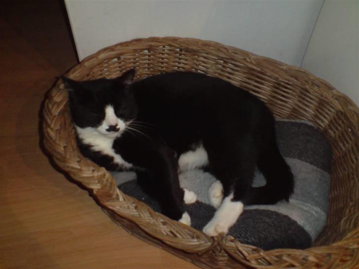 Huskat hitlus - hitlus i sin kurv billede 2