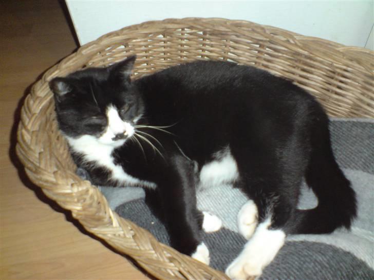 Huskat hitlus - ahh tid til afslapning billede 3