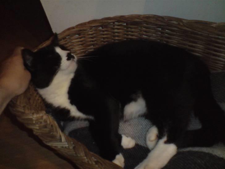 Huskat hitlus - elsker bar og blive nusset bag ørene billede 4