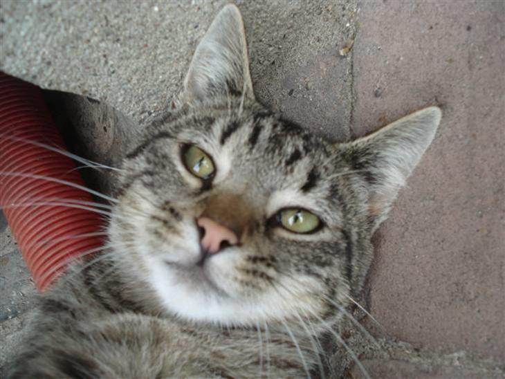 {{currentPhoto.altText}} billede {{currentPhoto.number}}