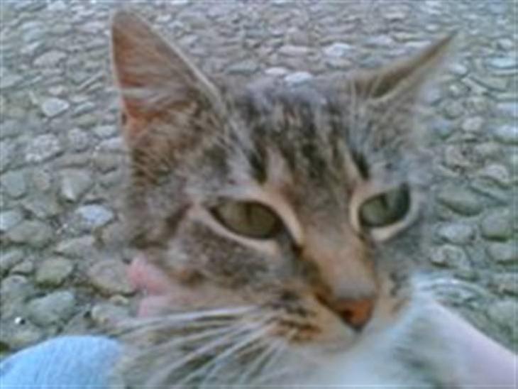 {{currentPhoto.altText}} billede {{currentPhoto.number}}