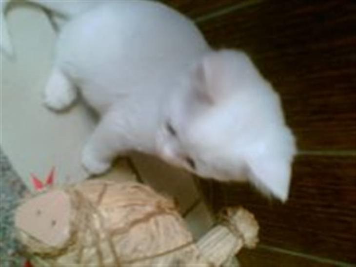 {{currentPhoto.altText}} billede {{currentPhoto.number}}