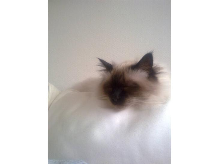 Hellig Birma dk lille mys abrahim billede 1
