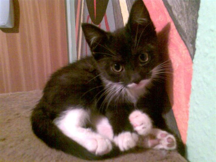 {{currentPhoto.altText}} billede {{currentPhoto.number}}