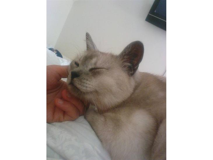 {{currentPhoto.altText}} billede {{currentPhoto.number}}