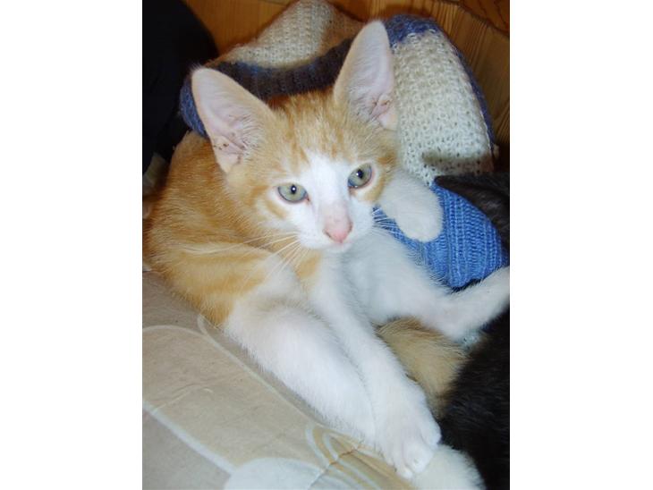 Huskat Monty billede 1
