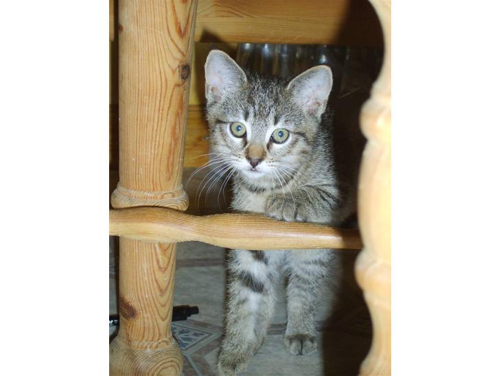 Huskat Perle billede 1