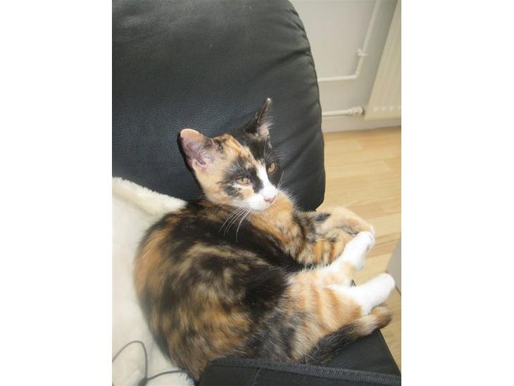 {{currentPhoto.altText}} billede {{currentPhoto.number}}