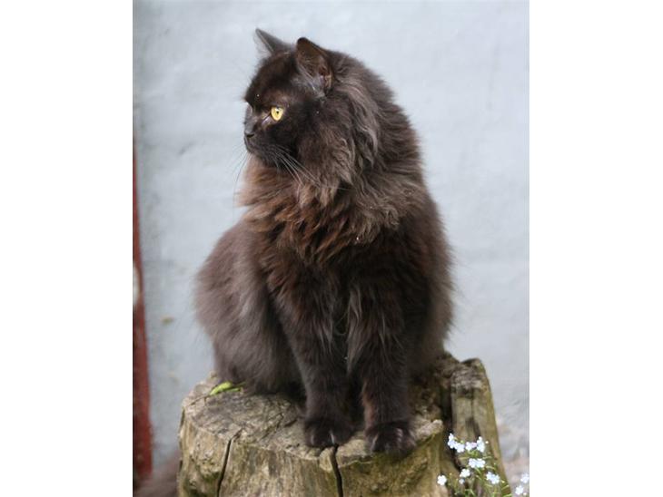 {{currentPhoto.altText}} billede {{currentPhoto.number}}