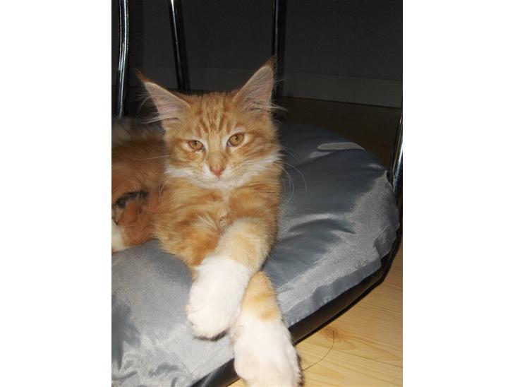 Maine Coon Gibbs (solgt) billede 1