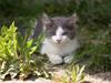 Blanding af racer Frede RIP [ Himmelkat]