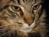 Maine Coon balbooms angelo