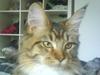 Maine Coon Dk Moviecoons honey bibi