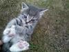 Huskat kinkey