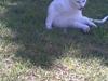 Huskat mis