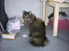 Maine Coon molly r.i.p 2001*   +