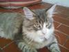 Maine Coon Batman