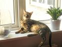 Bengal Bailey
