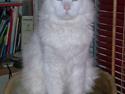 Maine Coon joey