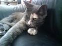 Maine Coon cleopetra / musse