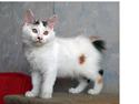 Kurilean Bobtail Dushechka Kurilkot