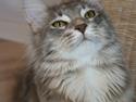 Maine Coon DK EverCatz Africa