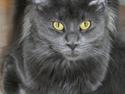Maine Coon DK EverCatz's Asia