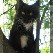 Maine Coon Catoma's Cayman